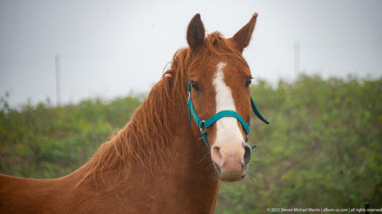 Chestnut horse with white facial blaze and turquoise halter standing in a misty green pasture.