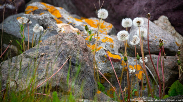 White cottony seedheads growing beside gray rocks covered in bright orange lichen.