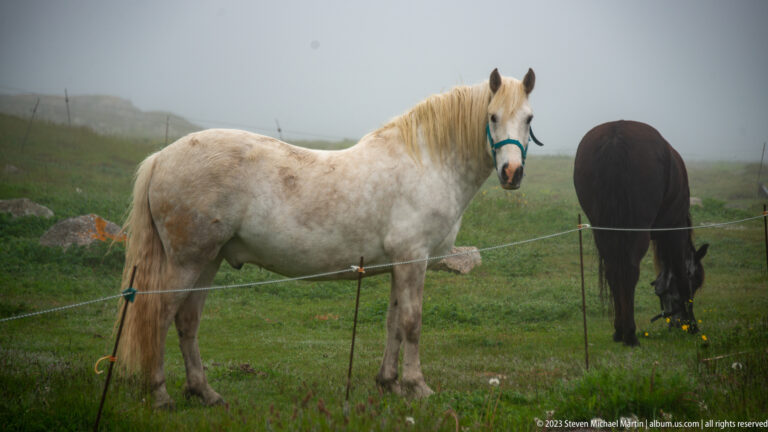 Light-colored haltered horse facing camera beside a dark grazing horse in a foggy fenced pasture.