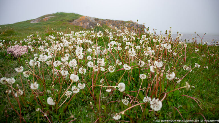 Dense white cottony seedheads on slender stems growing among green coastal vegetation and rocks.