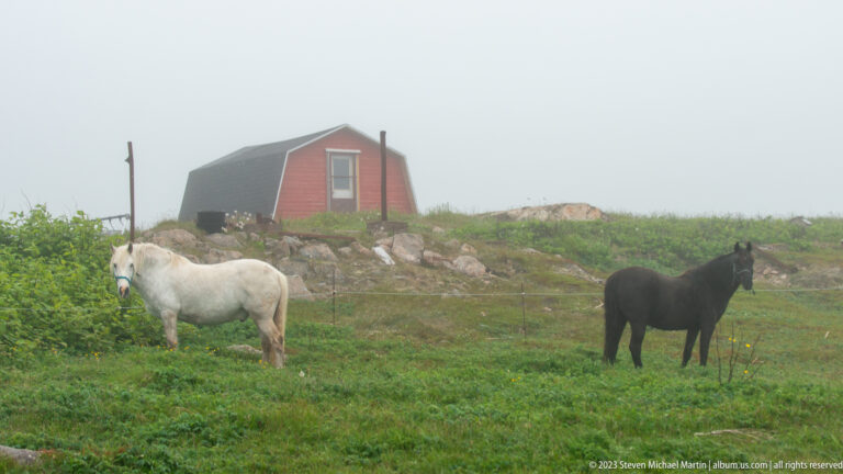 White and dark horses standing in a rocky green pasture with a small red shed in fog.