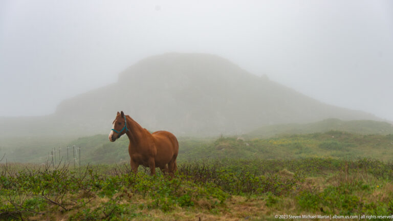 Chestnut horse with turquoise halter standing in low vegetation before a hill obscured by fog.