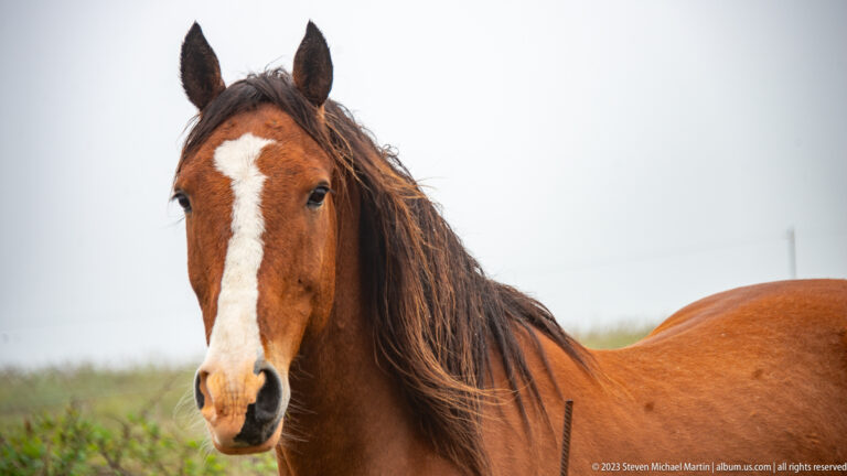Close portrait of a chestnut horse with a broad white blaze, long mane, and alert ears.