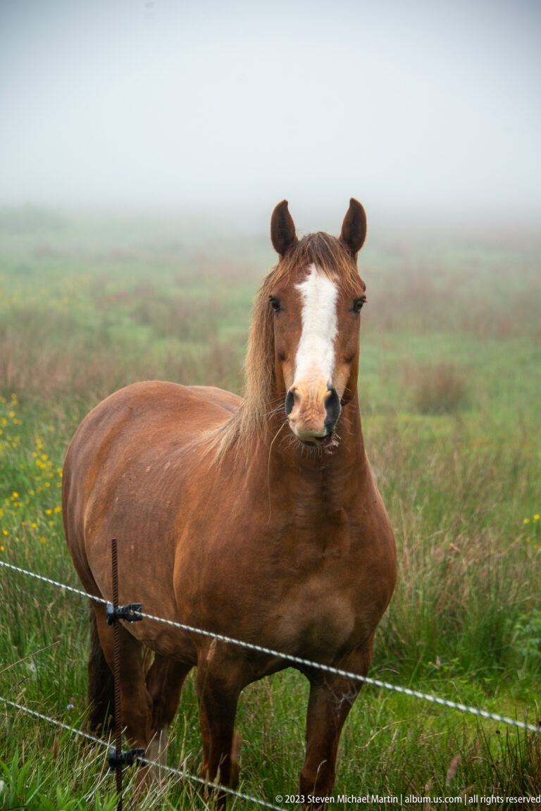Stocky chestnut horse with broad white face standing behind electric fence in a foggy flowered meadow.