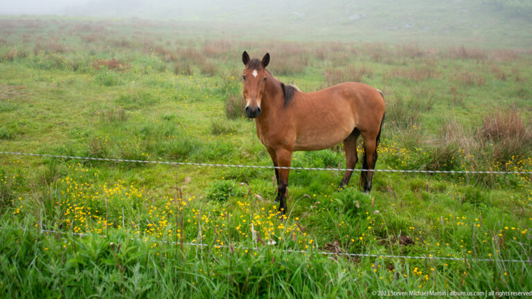 Young bay horse with dark legs standing behind an electric fence in a green meadow with yellow flowers.