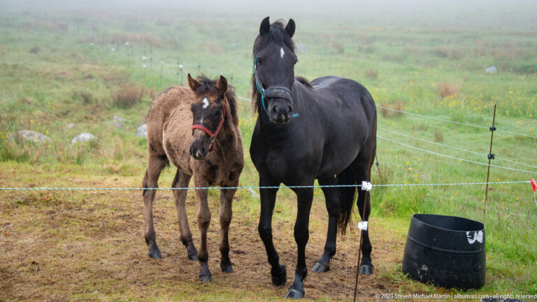 Dark mare with turquoise halter standing beside a small brown foal with red halter in fenced pasture.