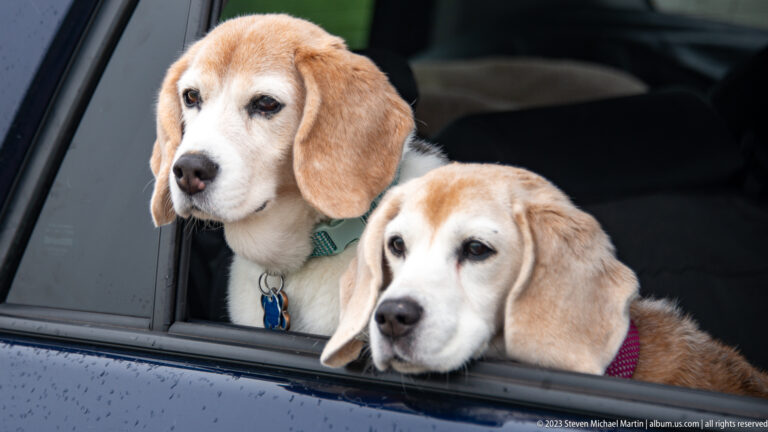Two tan-and-white beagle-type dogs leaning together from an open car window.