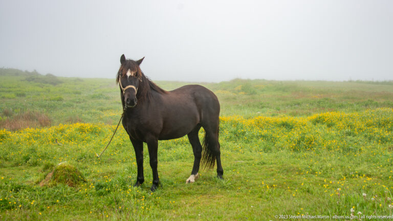 Dark horse with white facial marking standing tethered in a yellow-flowered meadow under fog.