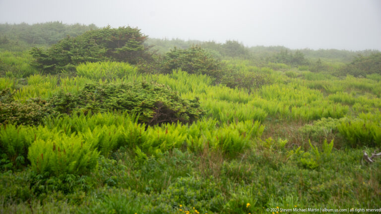 Low conifers, shrubs, and vivid green fern-like vegetation covering rolling ground in fog.