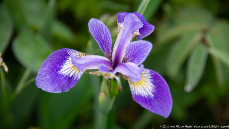 Close purple iris bloom with white-and-yellow veining on its outer petals against blurred green foliage.