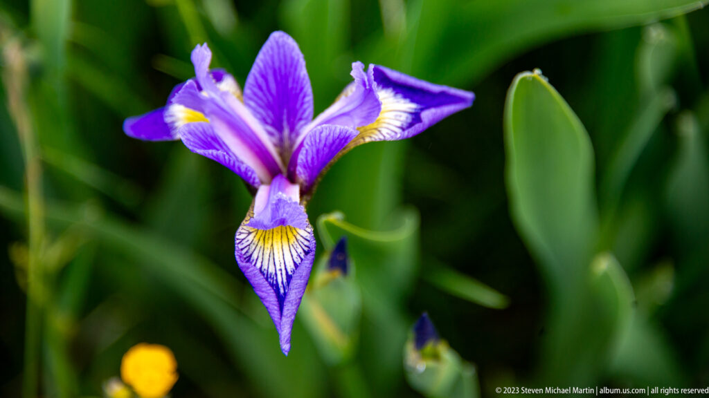 Purple iris with buds among tall green leaves and wetland vegetation, with a small yellow flower below.