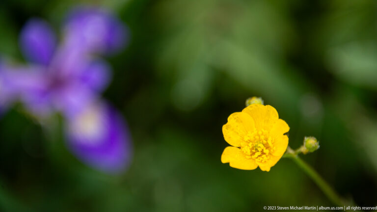 Single small yellow five-petaled wildflower in sharp focus with blurred purple iris behind.
