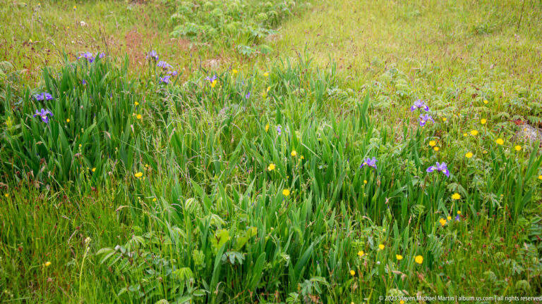 Green meadow filled with scattered purple irises, small yellow flowers, grasses, and broad-leaved plants.