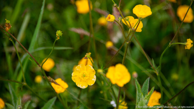Cluster of small glossy yellow flowers on slender branching stems among green grasses.