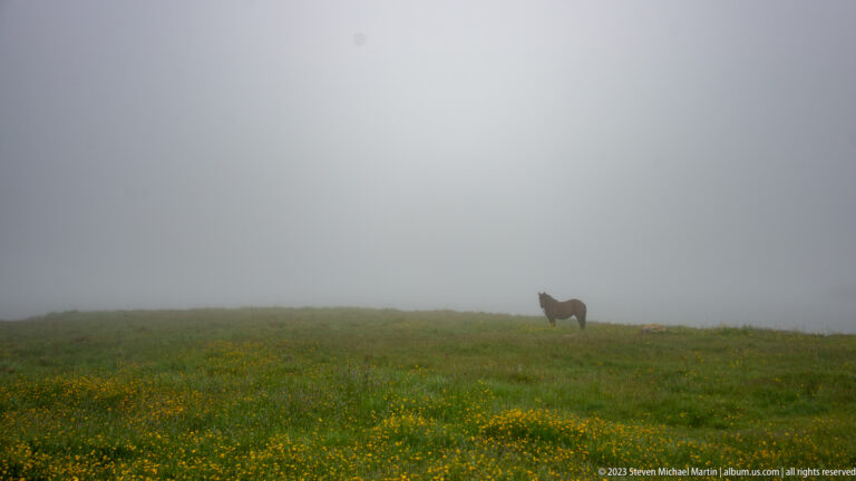 Small solitary horse standing near the horizon of a yellow-flowered meadow almost completely enclosed by fog.