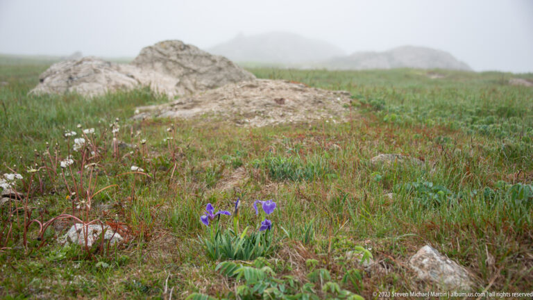Purple iris, white cottony seedheads, grasses, and pale rocks in a foggy coastal meadow.