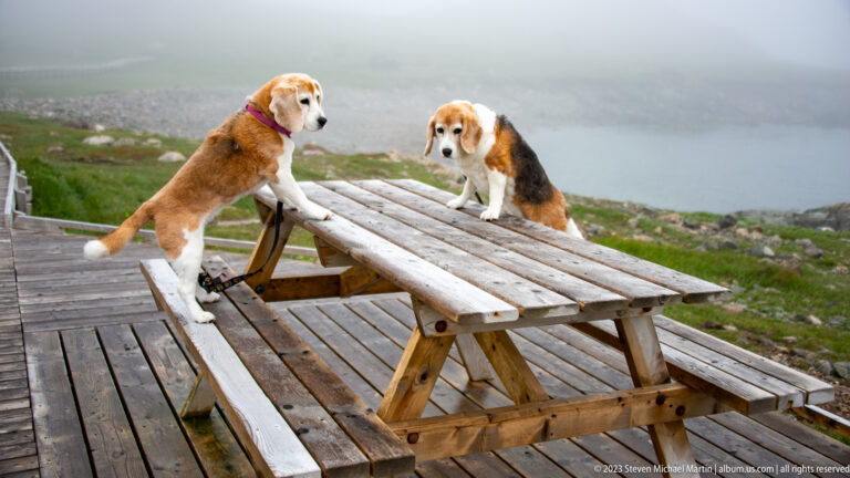 Two beagle-type dogs standing on opposite benches of a wooden picnic table above a foggy rocky coast.