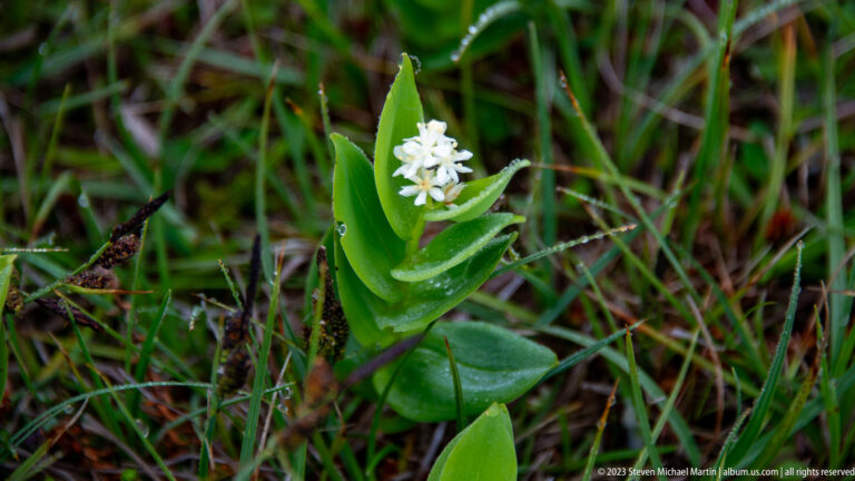 Small cluster of white star-shaped flowers growing above broad green leaves among meadow grasses.