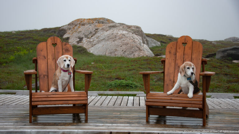 Two beagle-type dogs sitting in separate wooden Adirondack chairs on a wet coastal deck.