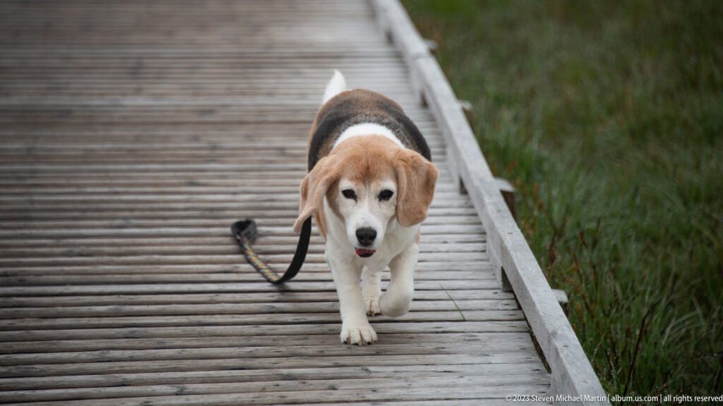 Beagle walking toward the camera on a wooden boardwalk bordered by low green wetland vegetation.