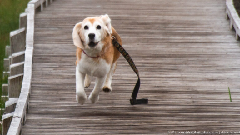 Beagle running straight toward the camera on a weathered wooden boardwalk, with its leash swinging beside it.