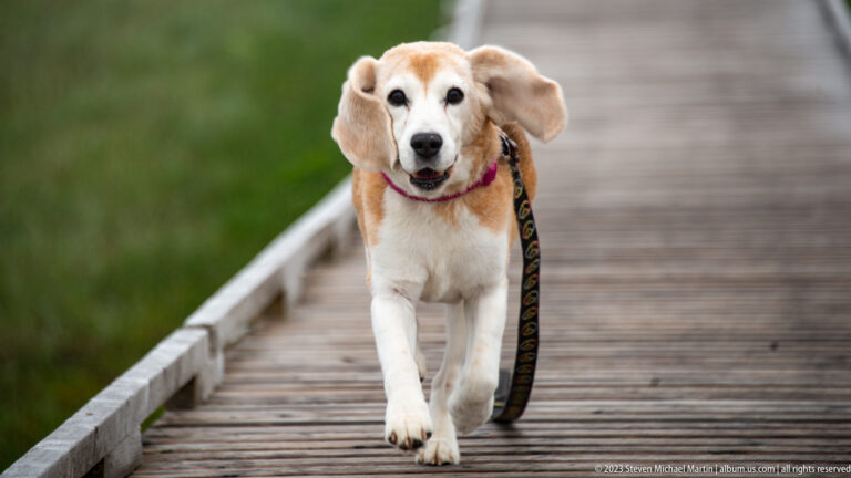 Close view of a beagle walking forward on a boardwalk, one paw raised and green vegetation blurred behind.