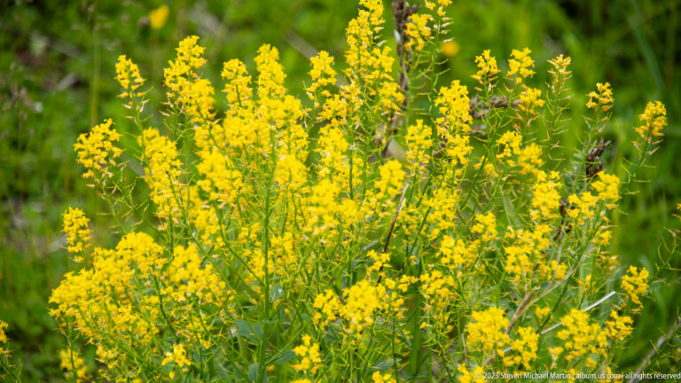 Cluster of tall yellow wildflowers with branching stems against a soft green background.