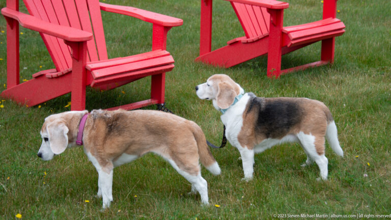 Two tricolor beagles stand on grass in front of bright red Adirondack chairs.