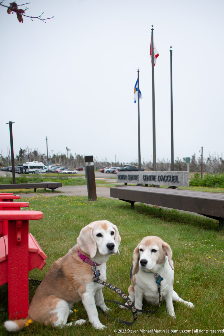Two leashed beagles sit on grass near a red chair, flagpoles, and a Forteresse de Louisbourg sign.