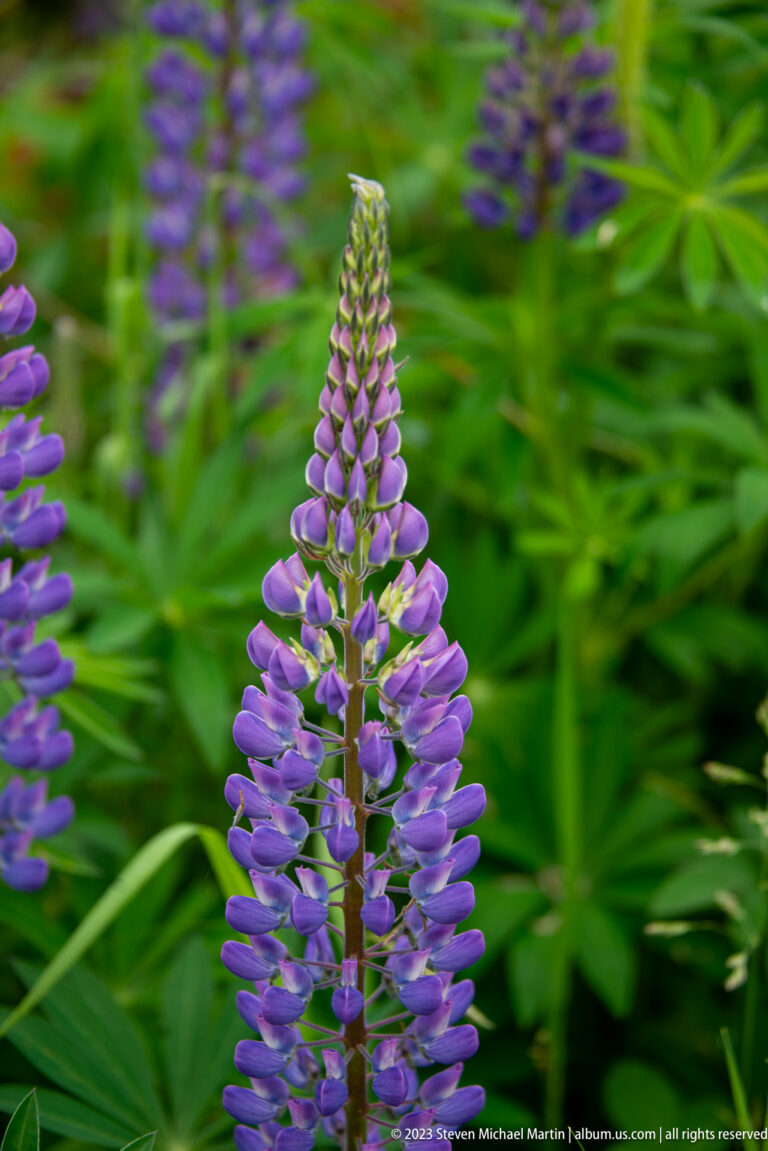 Purple lupine flower spikes with pea-like blossoms and green palmate foliage in soft-focus vegetation.