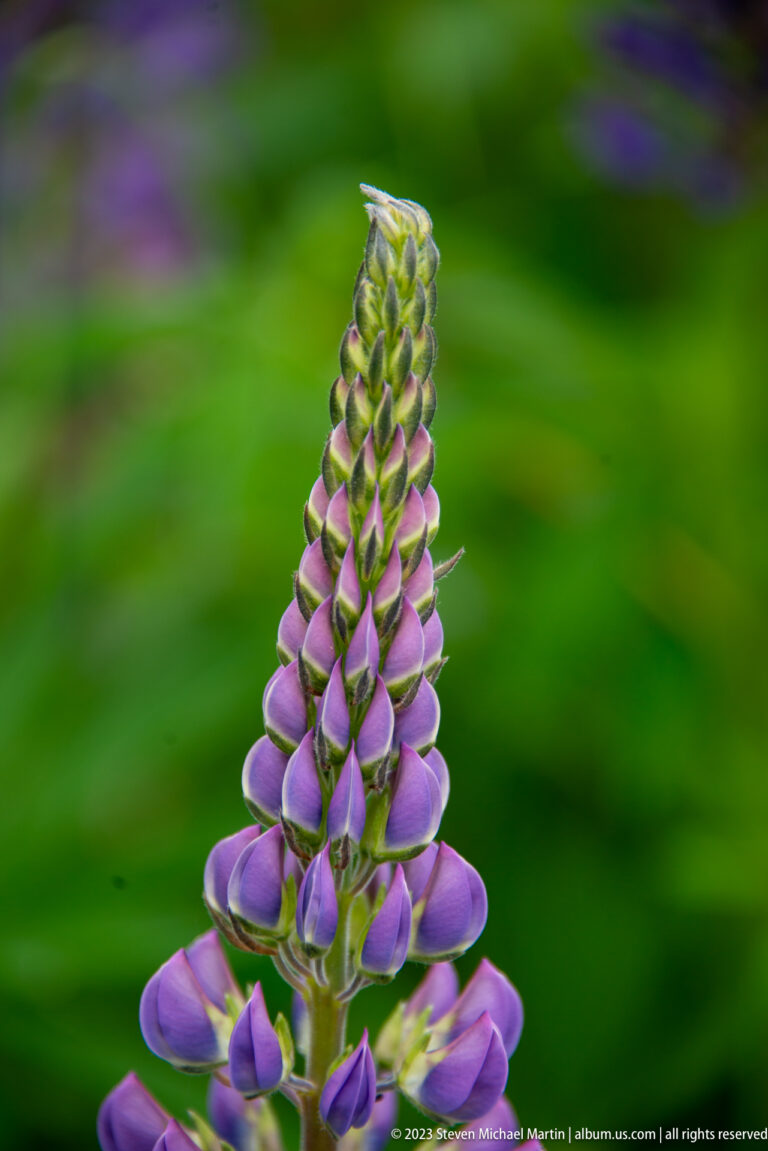 Close purple lupine spike with open lower flowers and tightly clustered green buds at the tip.