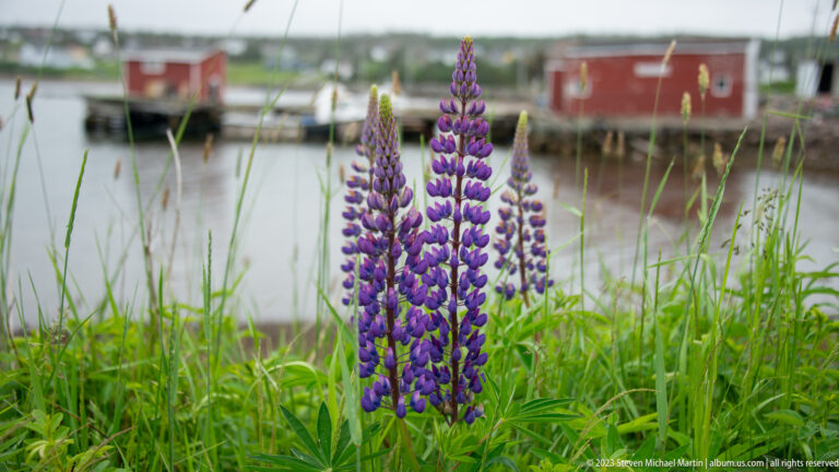 Purple lupine spikes in grass beside water, with blurred boats and a red waterfront building in the background.