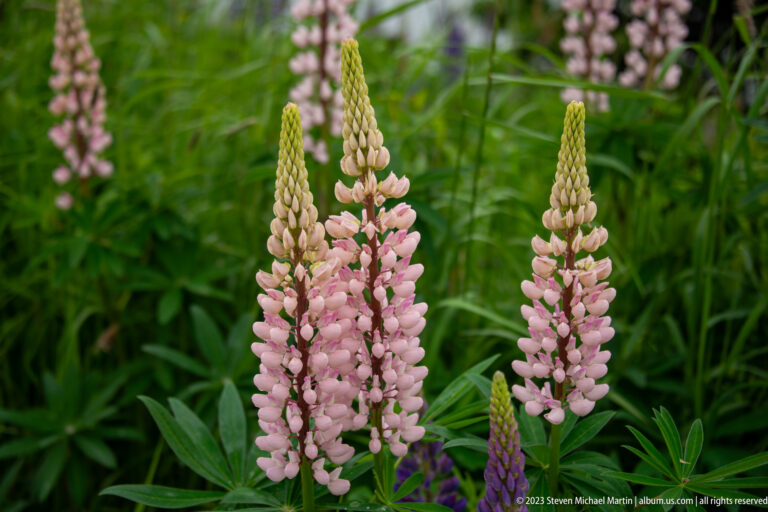 Three pale pink lupine spikes with green buds and pea-shaped flowers among dense green foliage.