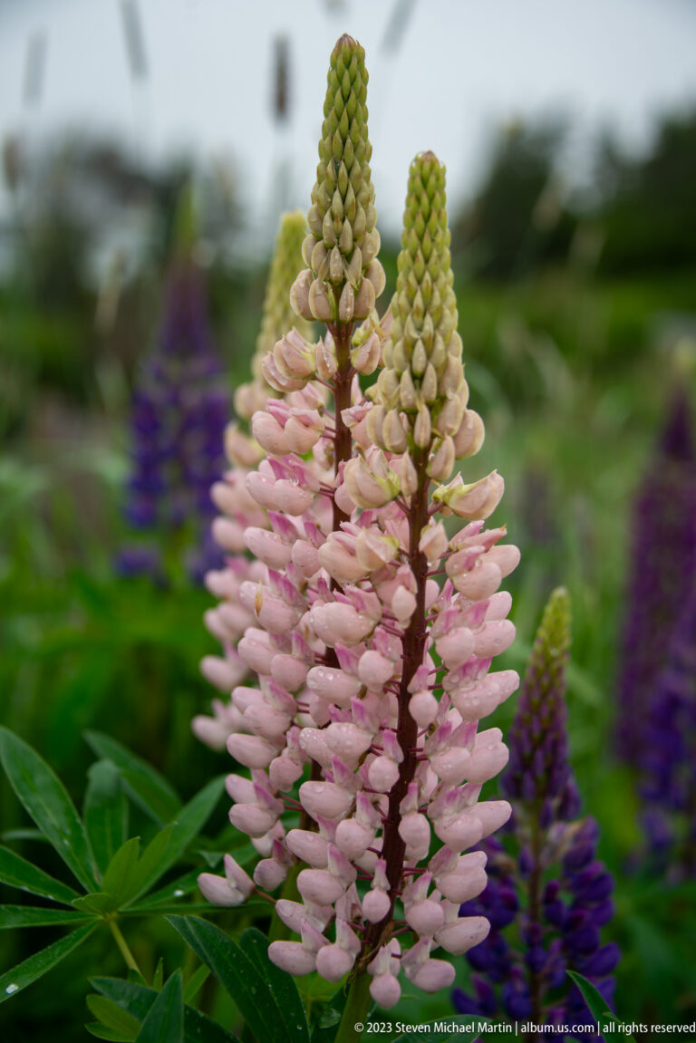 Two pale pink lupine flower spikes with green buds against blurred purple and green vegetation.