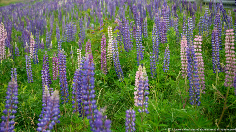 Dense meadow of purple, blue, pink, and white lupine spikes above green palmate leaves.