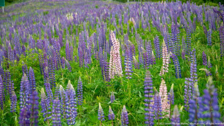 Broad field of purple lupines with scattered pale pink and white flower spikes among green foliage.