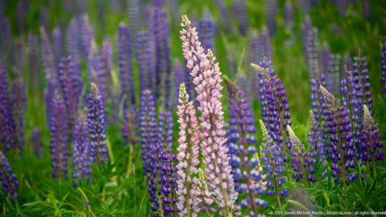 Tall pale pink lupine spike in focus among numerous purple lupines and green foliage.