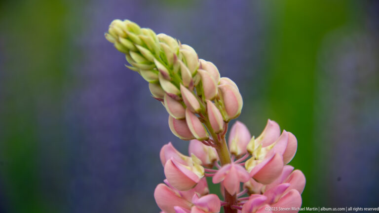 Close-up of a pink lupine spike with open pea-shaped flowers below tightly folded green-and-pink buds.