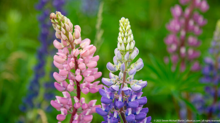 Pink and blue-purple lupine spikes side by side against blurred green and purple meadow vegetation.