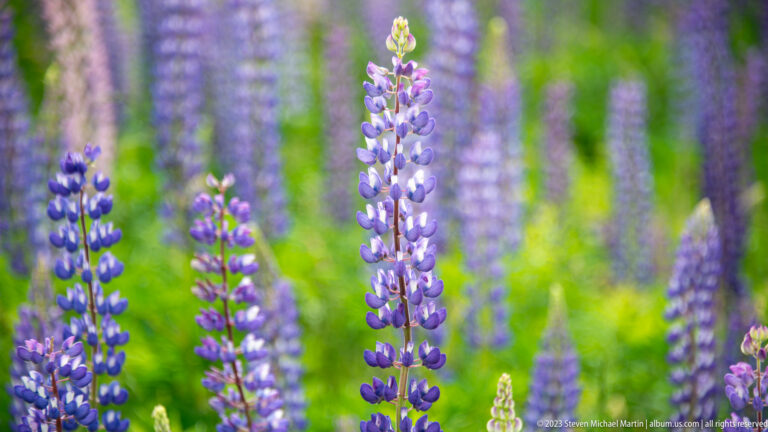 Tall blue-purple lupine flower spikes in focus against a dense blurred meadow of lupines.