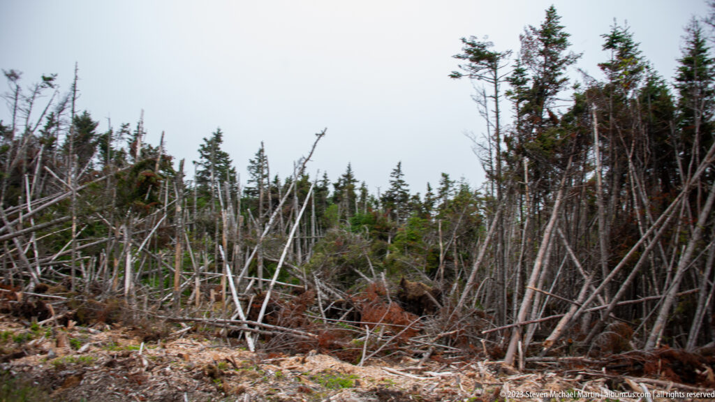 Broken conifer trunks and standing trees in a storm-damaged coastal forest near Louisbourg.