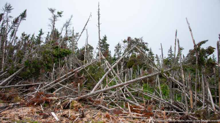 Close view of snapped and fallen conifers tangled across the forest floor.