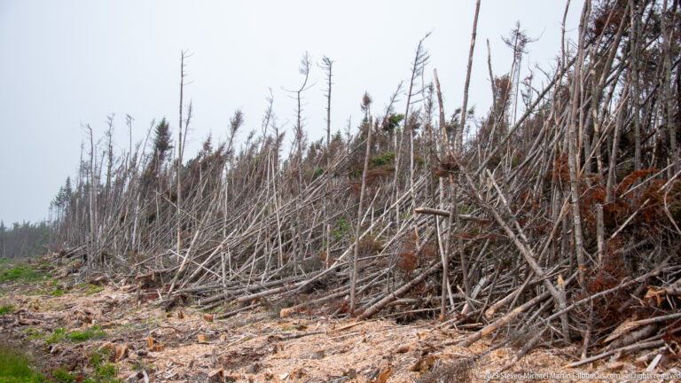 Narrow cleared corridor bordered by dense rows of snapped conifer trunks.