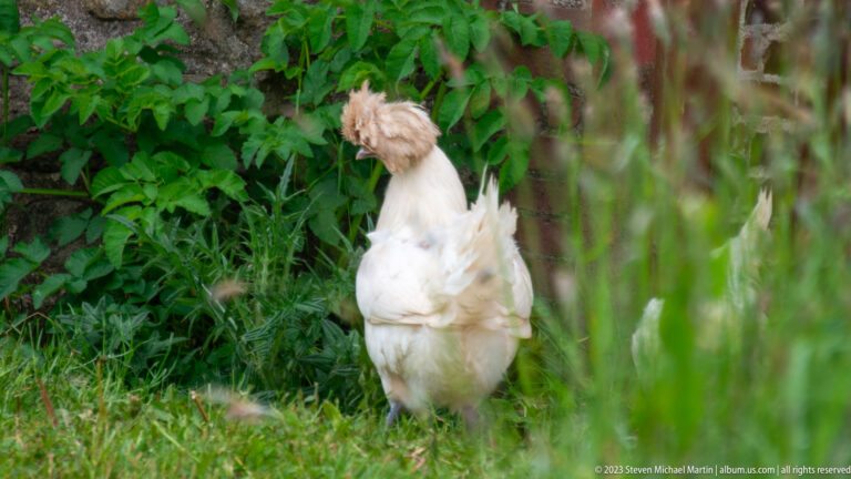 White crested chicken standing in grass beside leafy vegetation.