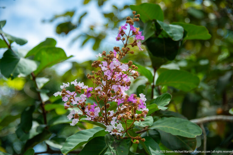 Pink and lavender flower clusters among broad green leaves in soft forest light.
