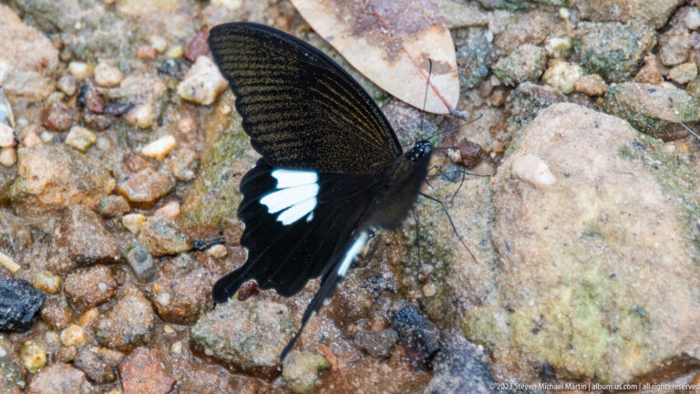 Black butterfly with a white hindwing patch rests on damp pebbly ground.