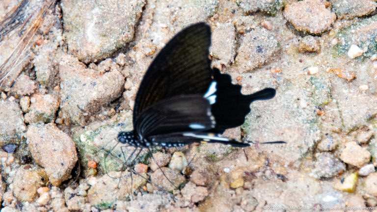 Dark swallowtail butterfly with white markings stands on damp rocky soil.