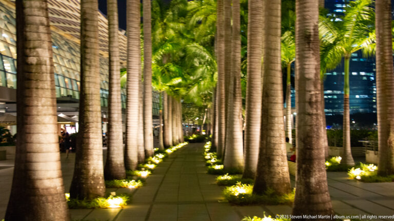 Straight nighttime walkway lined by tall palm trunks and warm ground lighting.