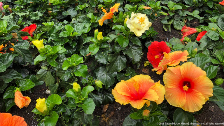 Orange and yellow hibiscus flowers in a garden bed.