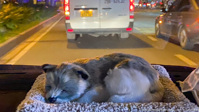 Small gray-and-black dog sleeping on a cushion inside a vehicle while cars and motorbikes fill the road ahead.